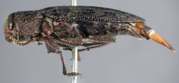 Media type: image;   Entomology 35063 Aspect: habitus lateral view